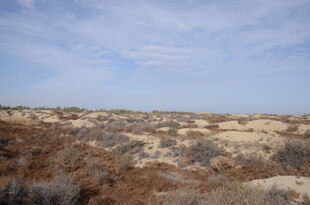 荒漠景观 稀疏植被与蓝天