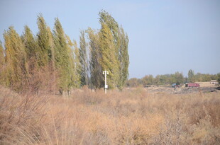 秋日旷野中的挺拔树木