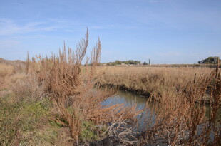 湿地芦苇间的静谧小水塘