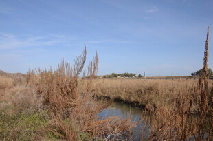 湿地风光 枯黄芦苇与水洼