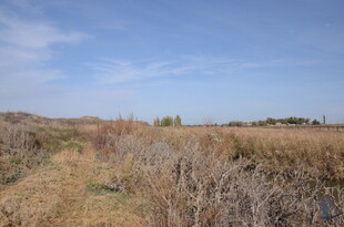 旷野荒景 秋意萧瑟