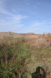 野外自然景观 植被与蓝天