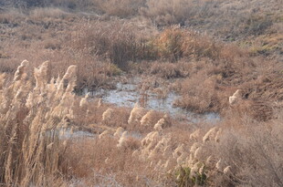 秋日芦苇荡景观