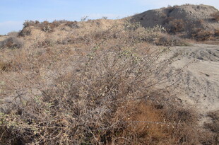 干旱山地的荒芜植被景观