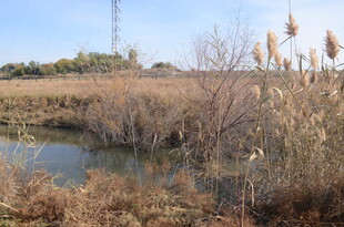 秋日芦苇环绕的静谧水域