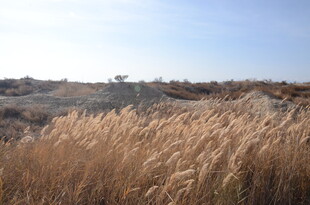 秋日旷野中的金黄芦苇