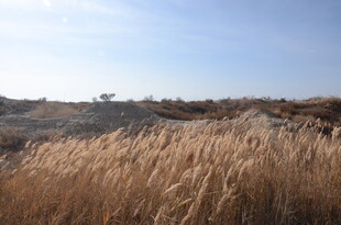 秋日旷野中的金黄芦苇
