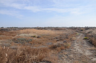 荒野中的蜿蜒小路