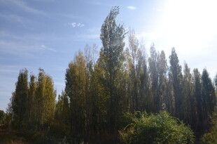 秋日阳光下的挺拔树林