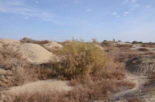 荒漠中的稀疏植被景观