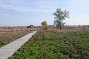 田野中的蜿蜒小径