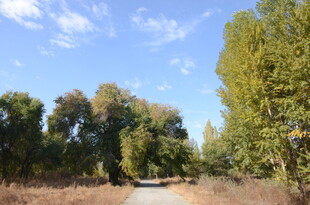 林间小道 秋日自然美景