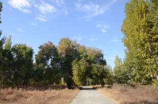 林间小道 秋日静谧风光