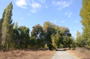林间小路 秋日静谧风光