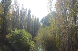 林间溪流 葱郁树木景致