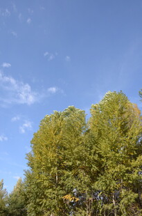 蓝天绿树的清新自然景象