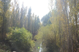 林间溪流 秋日静谧风光