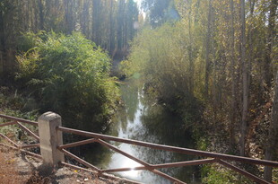 林间溪流旁的铁栏杆景观