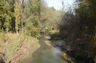 林间潺潺溪流美景