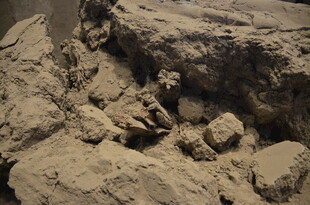 泥土中的古老遗迹