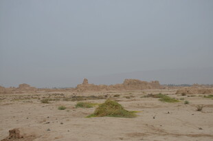 沙漠中的稀疏绿植景观