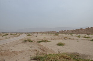 沙漠荒野中的稀疏植被