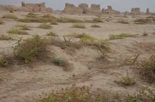 沙漠中的稀疏植被与建筑遗迹