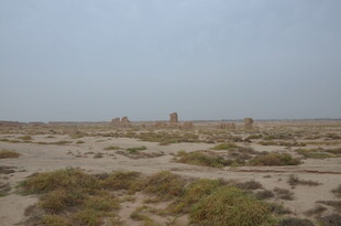 荒漠中的稀疏植被景观