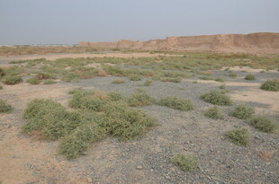 荒漠中的稀疏绿植景观