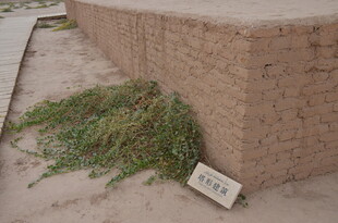 墙边杂草与标识牌