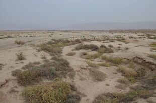 沙漠中的稀疏植被景观