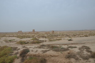 广袤荒漠中的稀疏植被