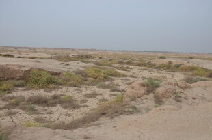 荒漠中的稀疏植被景观