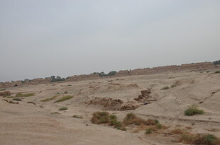 沙漠中的稀疏植被景观