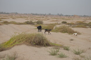 沙漠中的动物群