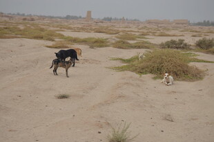沙漠中奔跑的两只狗狗