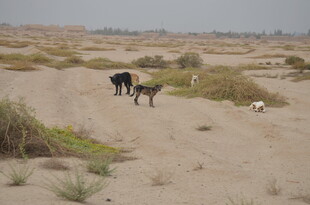 沙漠中的几只动物