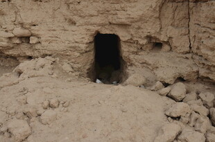 土坑中的黑色动物