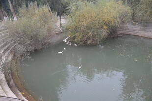 池塘中的白鸟与绿植