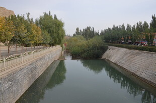 宁静河道旁的绿树景致