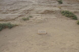 沙漠中的绿植与标牌