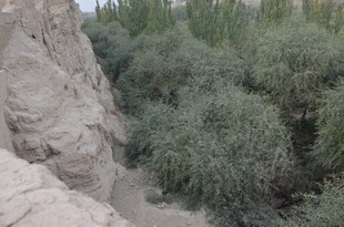 沙坡旁葱郁的绿色植物