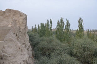 石墙旁的葱郁绿植景观