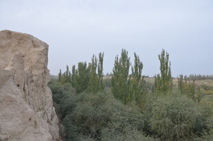 石旁葱郁绿植景观