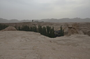 沙漠中的绿植景观