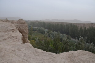 沙漠边缘的绿植景观