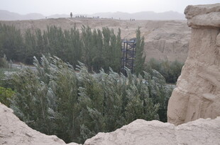 沙漠中的葱郁绿植景观