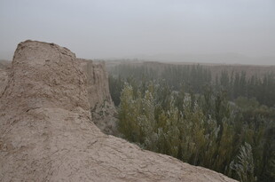 戈壁孤崖下的葱郁树林