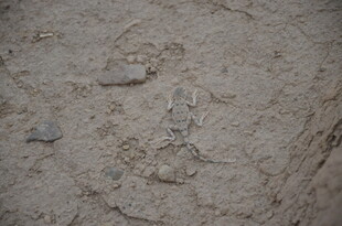 地面上的沙石与小石块