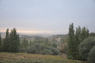 山间晨景 林木葱茏